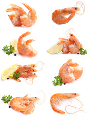 Canvas Print - Fresh shrimps on white background