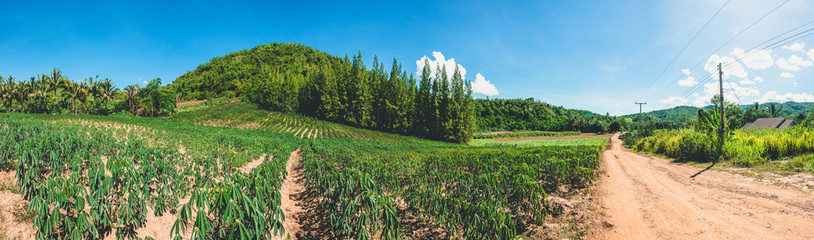 Wall Mural - country road through fields. summer scenery with blue sky and ground road.