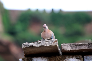 a birds sitting on a stone with green background