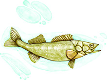 Hand-painted Watercolor Illustration Of A Sea Fish In A Water Vector.