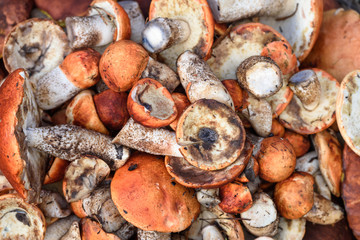 Bunch of cut mushrooms of boletus and boletus with red hat lies on the ground on summer day in the forest.