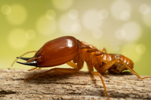 Termites Damage Home, Macro Close Up Termites In Anthill