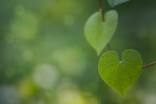 Romantic Tree Shape With Heart Shaped Leaves, Green Leaf Heart Shape.