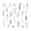 Set of botanical design elements. Flowers with stems, herbs, leaves, branches. Hand drawn. Vector isolated illustration.
