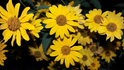 yellow flowers in the garden