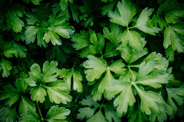 Wall Mural - Fresh green organic parsley or chervil branches and leaves in a garden. Summer background.