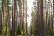 © Anna - Green wild forest nature. Beautiful green rain forest. Pine forest. Natural environment. Pine trees in nature. Branches and trees.