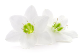 Two white flowers.