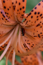 The Lily Beetle