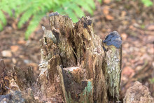 Rotting Wooden Tree Stump