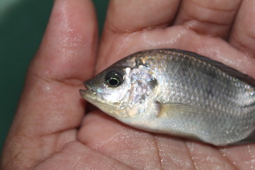 Wall Mural - Tilapia fish in hand GIFT tilapia fish farming hybrid tilapia culture by pisciculture farmers