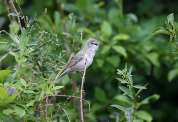 The barred warbler (Sylvia nisoria) is photographed sitting on tree branches and bushes in a natural habitat. Detailed and close-up photo