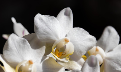 White Orchid