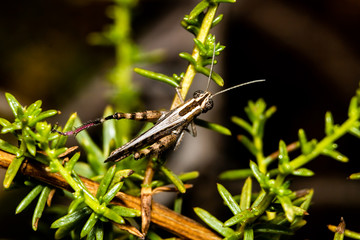 butterfly on leaf