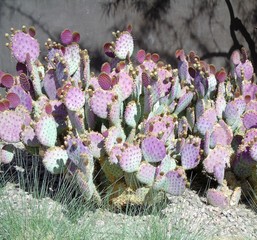 opuntia santa-rita with flower buds in arizona