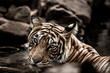 fine art image of Young wild female tiger of Ranthambore Shifted to Mukundra hills tiger reserve becomes first tigress of this national park under tiger relocation project in india