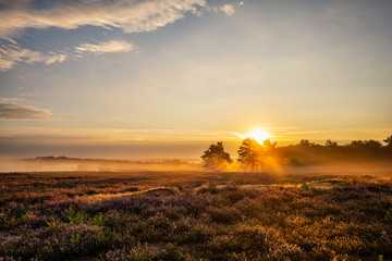 Wall Mural - sunrise over the field