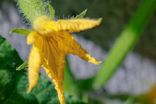 Large Yellow Flower And Green Cucumber Leaves Close-up