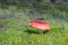 Green Moss And Russula Mushroom Close-up In The Forest