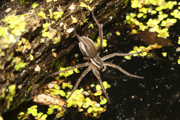 Six-spotted fishing spider (Dolomedes triton) hunting at night. Its back legs rest on a fallen log, its front legs rest on the water surface. 