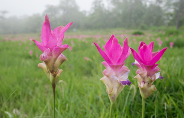 Wall Mural - Siam tulips blooming in the natural rainforest