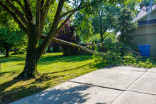 Large Green Leafed Tree With A Cracked Broken Limb Resting On The Ground On The Grass By A Driveway
