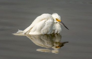 Wall Mural - Chillin Snowy Egret