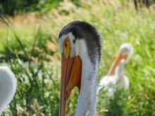 Close Up Of A Pelican Head With Another Bird In The Background 