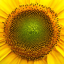 The Sunflower Seeds In The Close-up Assume The Pattern Of Fractal Geometry