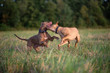 Fight of two pit bull terriers in a field on the grass. Close-up photographed.