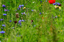 Goldfinch In Wild Flower Meadow With Coreopsis - Tickseed And Poppies