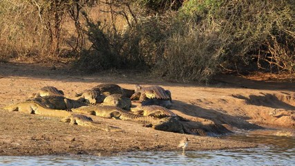 Wall Mural - A large Nile crocodile (Crocodylus niloticus) emerging from the water to bask, Kruger National Park, South Africa