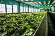 Sri lanka tea plantation process machinery
