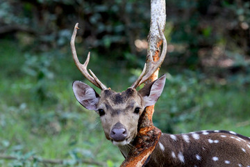 Wall Mural - A male spotted deer with antlers stares at the camera.