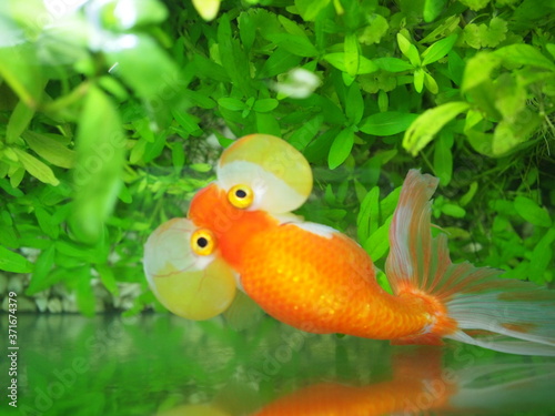 水草が生い茂る水槽で元気に泳ぐユニークな金魚 Photo Stock Adobe Stock