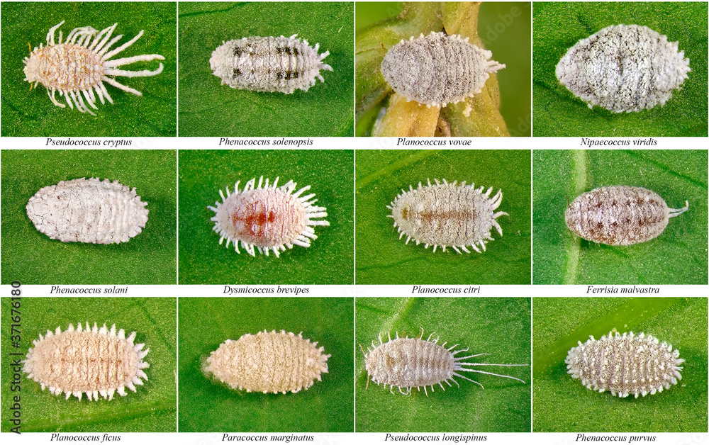 Foto de Stock Mealybugs, Scale Insects (Homoptera: Pseudococcidae) are ...