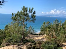 Beautiful Landscape With Green Pine Tree, Turquoise Blue Water Ocean, Sand And Green Dunes Vegetation Under A Beautiful Blue Sky In Fonte Da Telha, Costa Da Caparica, Portugal