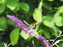 Yellow Swallow Tail On Purple Butterfly Bush