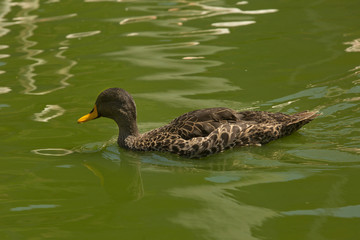 Wall Mural - The yellow-billed duck (Anas undulata).