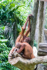 Wall Mural - Two baby Bornean orangutans (Pongo pygmaeus) are resting. a critically endangered species, with deforestation, palm oil plantations, and hunting posing a serious threat to its continued existence.