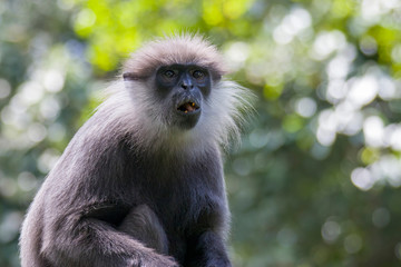 Wall Mural - The purple-faced langur (Semnopithecus vetulus)  is a species of Old World monkey that is endemic to Sri Lanka. The animal is a long-tailed arboreal species, identified by a mostly brown dark face.