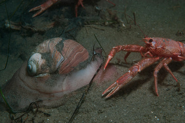 Wall Mural - Lewis Moon Snail with Tuna crab