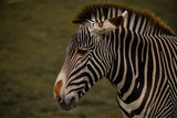 Fototapeta Konie - Handsome Striking Zebra Portrait