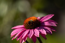 A Bee Pollinating On Top Of A Beautiful Pink Coneflower On A Sunny Day With A Blurry Background