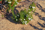 Fototapeta Góry - Camarina (Corema album) shrub endemic to atlantic coast of Iberian Peninsula, Europe