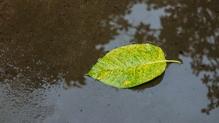 A leaf fallen from the tree in rain