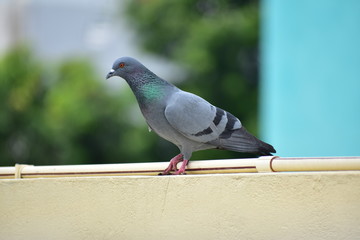 Poster - Beautiful pigeon looking for food on terrace