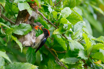 Wall Mural - The scarlet-backed flowerpecker is a species of passerine bird. Sexually dimorphic, the male has navy blue upperparts with a bright red streak down its back from its crown to its tail coverts