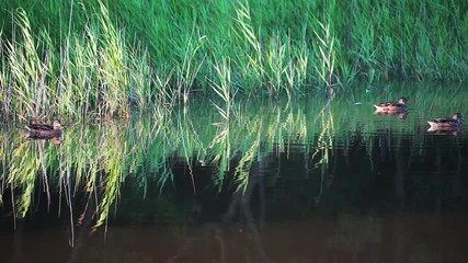 Sticker - Natural landscape with wild ducks on the surface of the pond