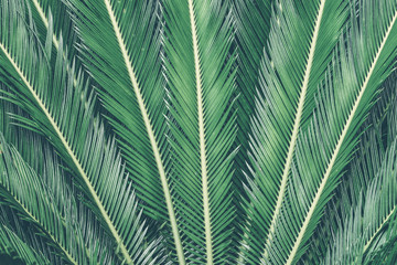 Green leaf nature vintage background